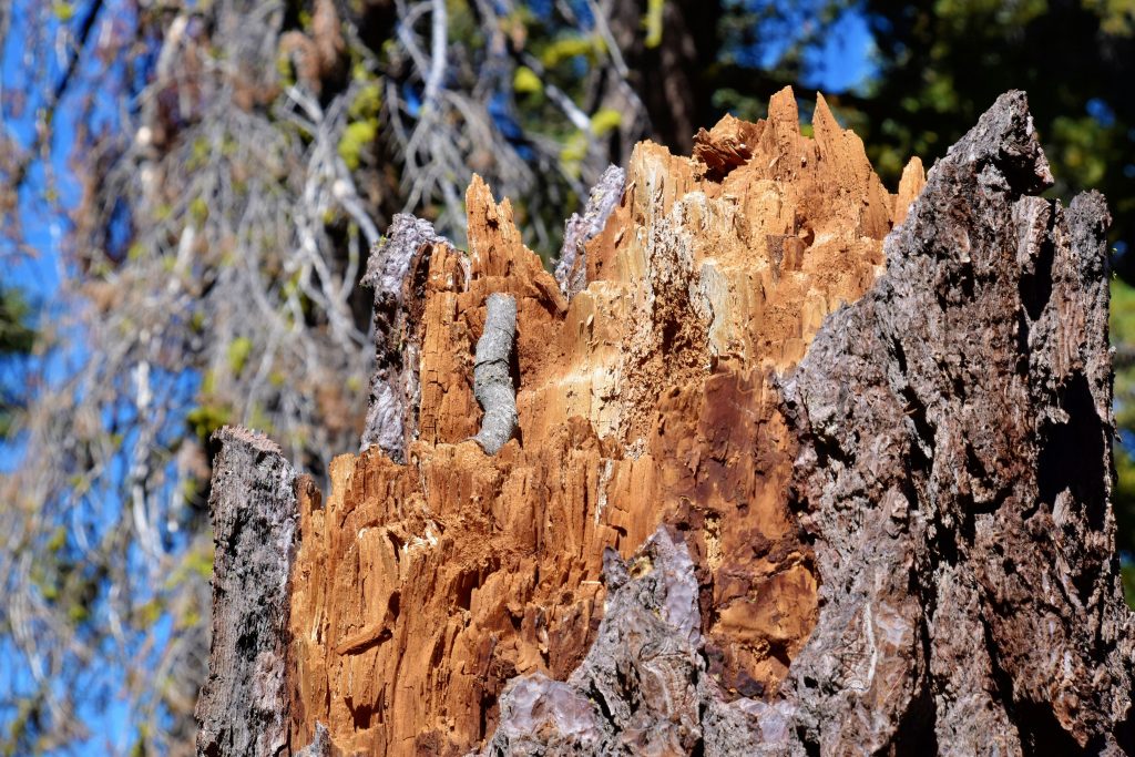 Mon logement est-il en zone termites ?