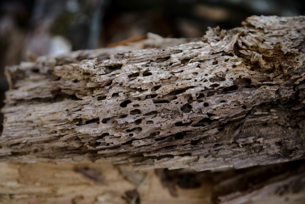 Diagnostic Diagnostic Termites à Bordeaux